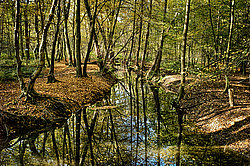 Bernhard Saalfeld - Herbstwald 2024 2v4